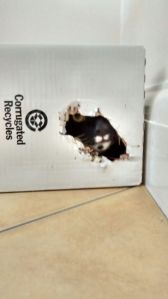 Other recent cardboard box developments - in this case my daughter Alison's cat Alan looking out of a box, he is particularly keen in attacking and 'catching' feather dusters offered up to the hole. 