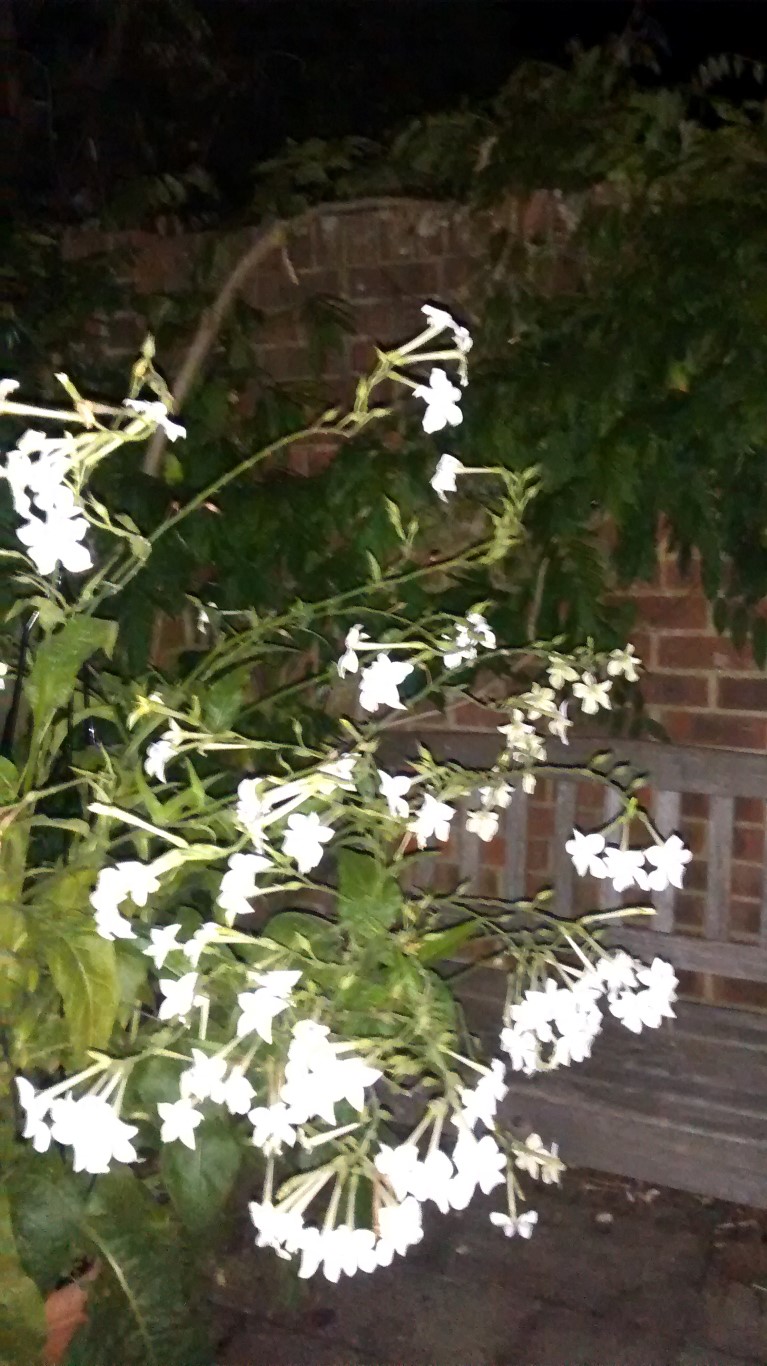 IMG_20160823_212515224 (Medium)