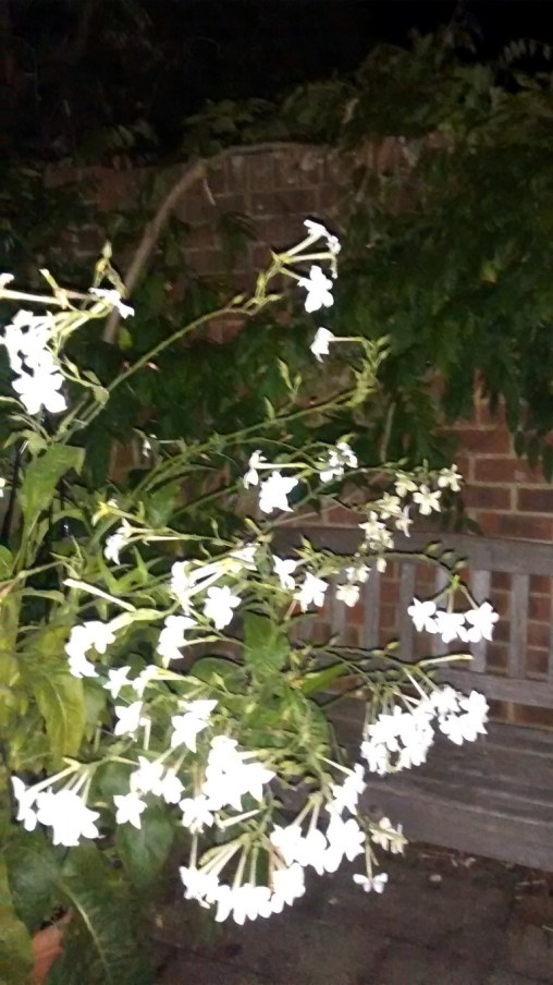 IMG_20160823_212515224 (Medium)