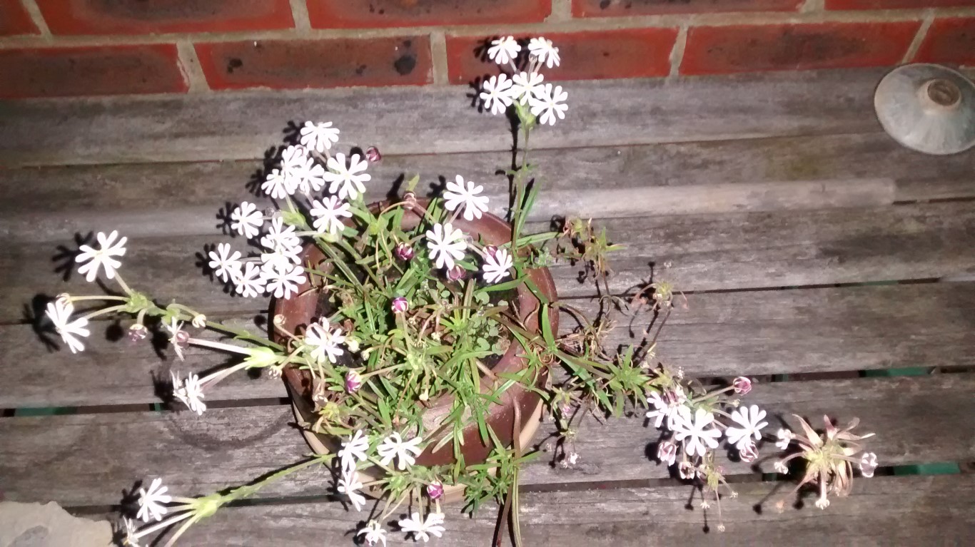 IMG_20160823_212657779 (Medium)